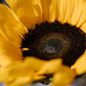 Imagen para el artículo titulado Mira este espectacular timelapse 4K del proceso de floración de un girasol